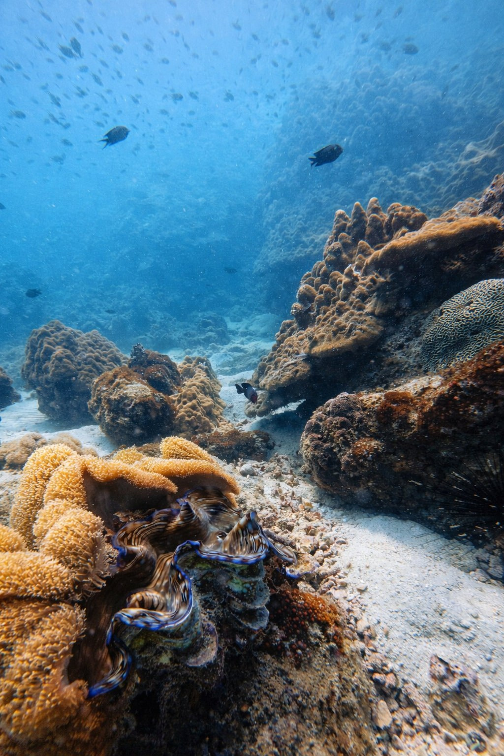 Дайвинг во Вьетнаме. Индивидуальные Экскурсии. Дайвинг во Вьетнаме. Индивидуальные Экскурсии