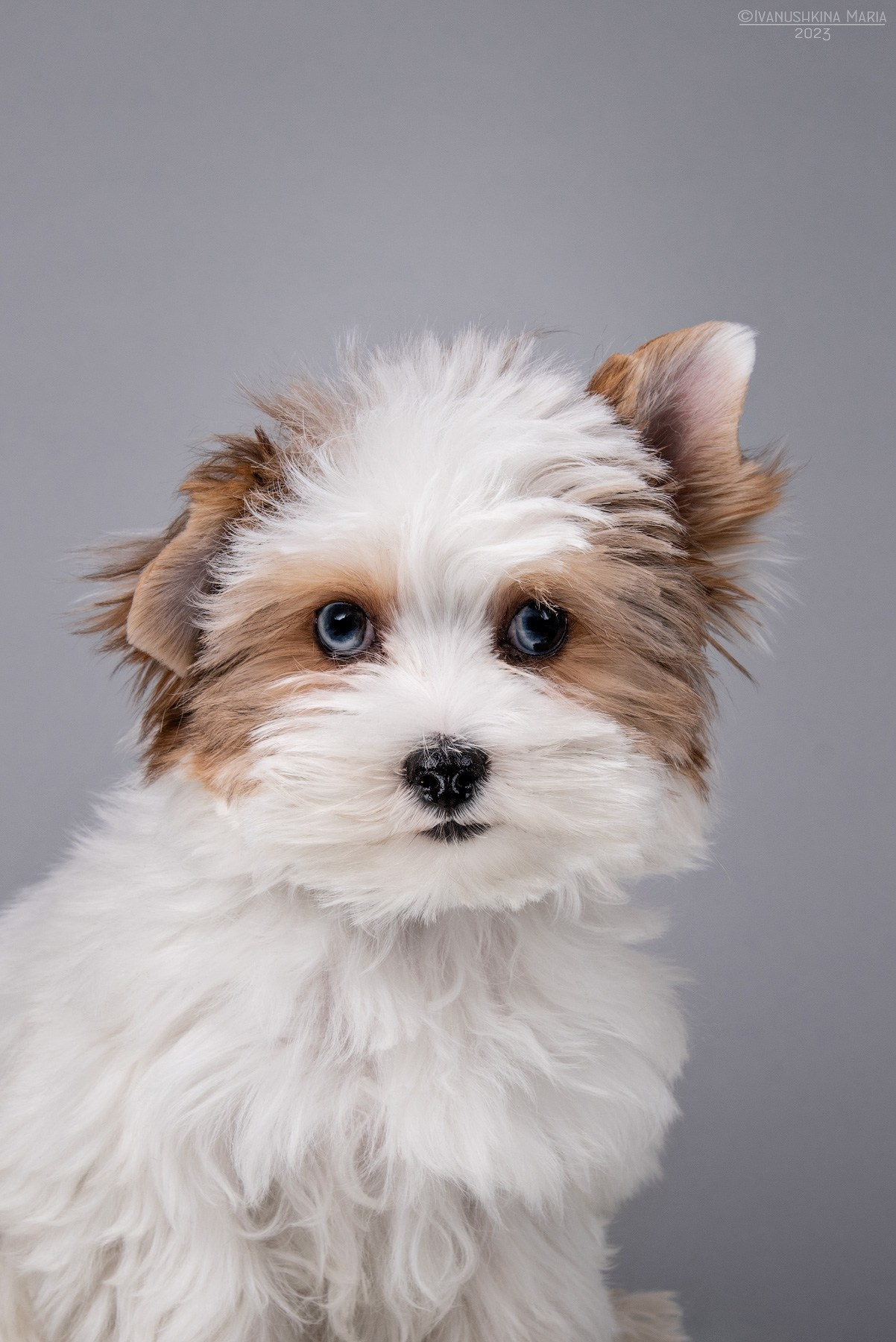 щенок бивер йорка