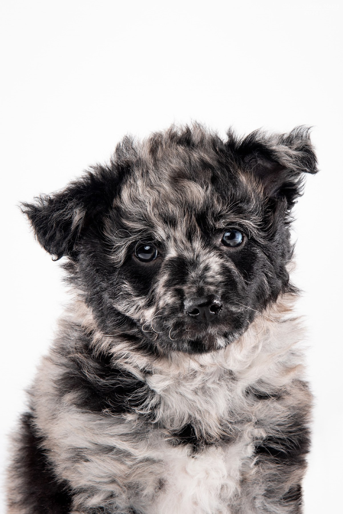 мраморный щенок муди