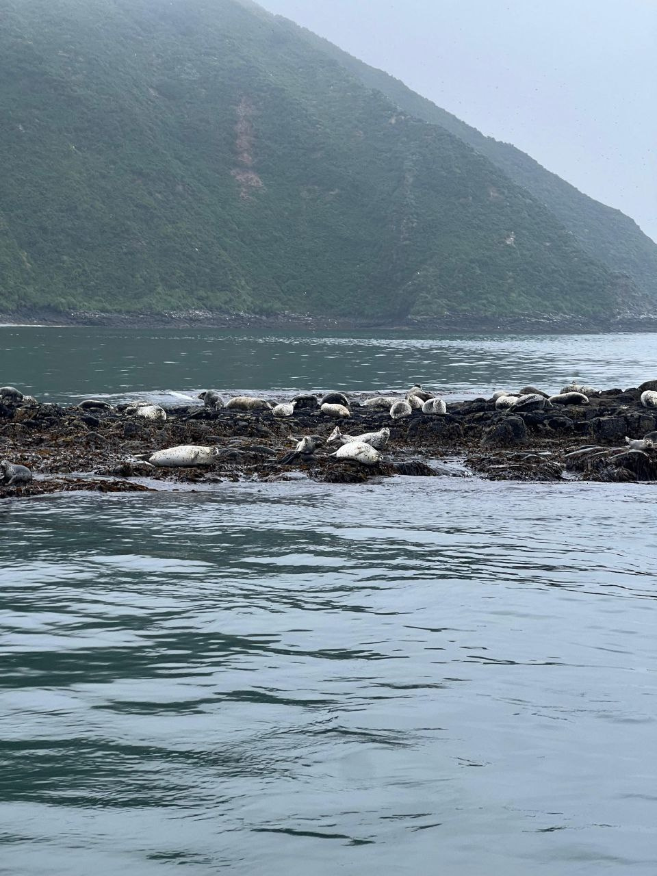 Морская прогулка в бухту Русскую. Экскурсионные туры по Камчатке