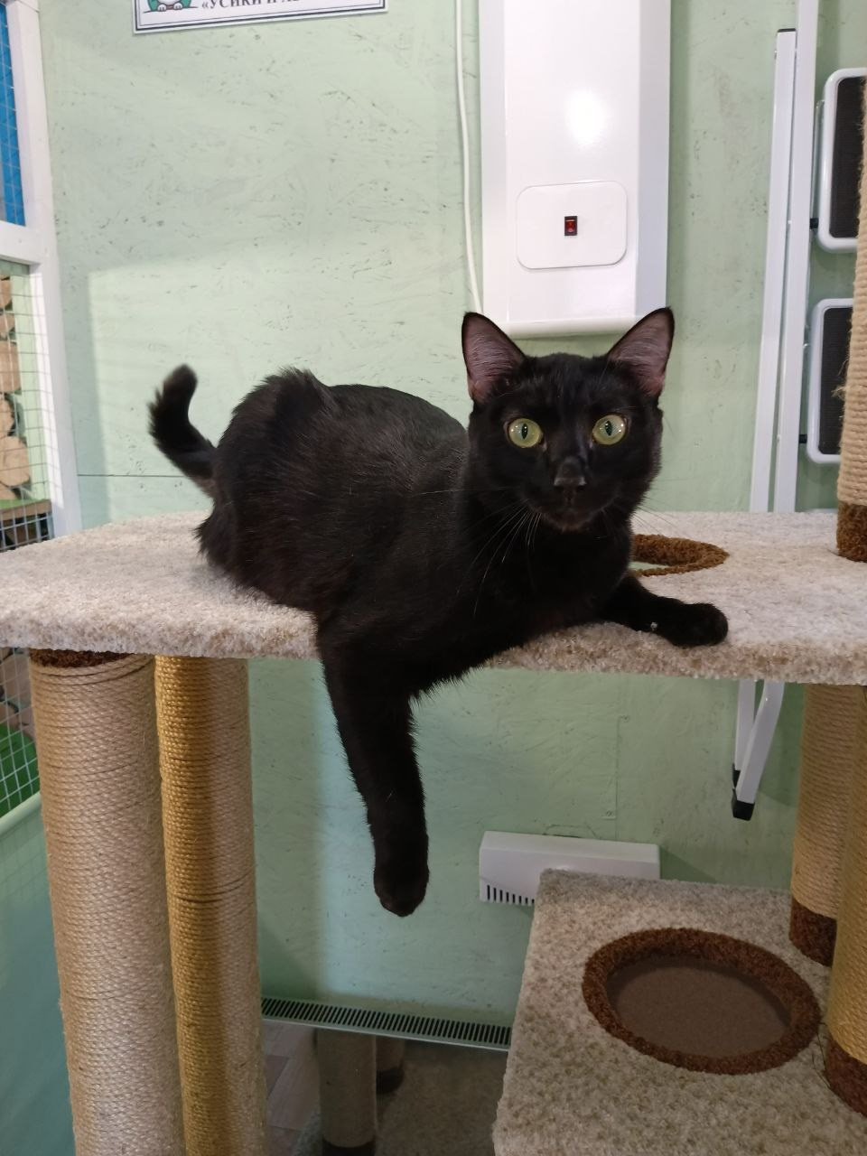 Гудрон и Гуталин — неунывающие проказники. Гостиница для кошек Усики и хвостики, Красноярск