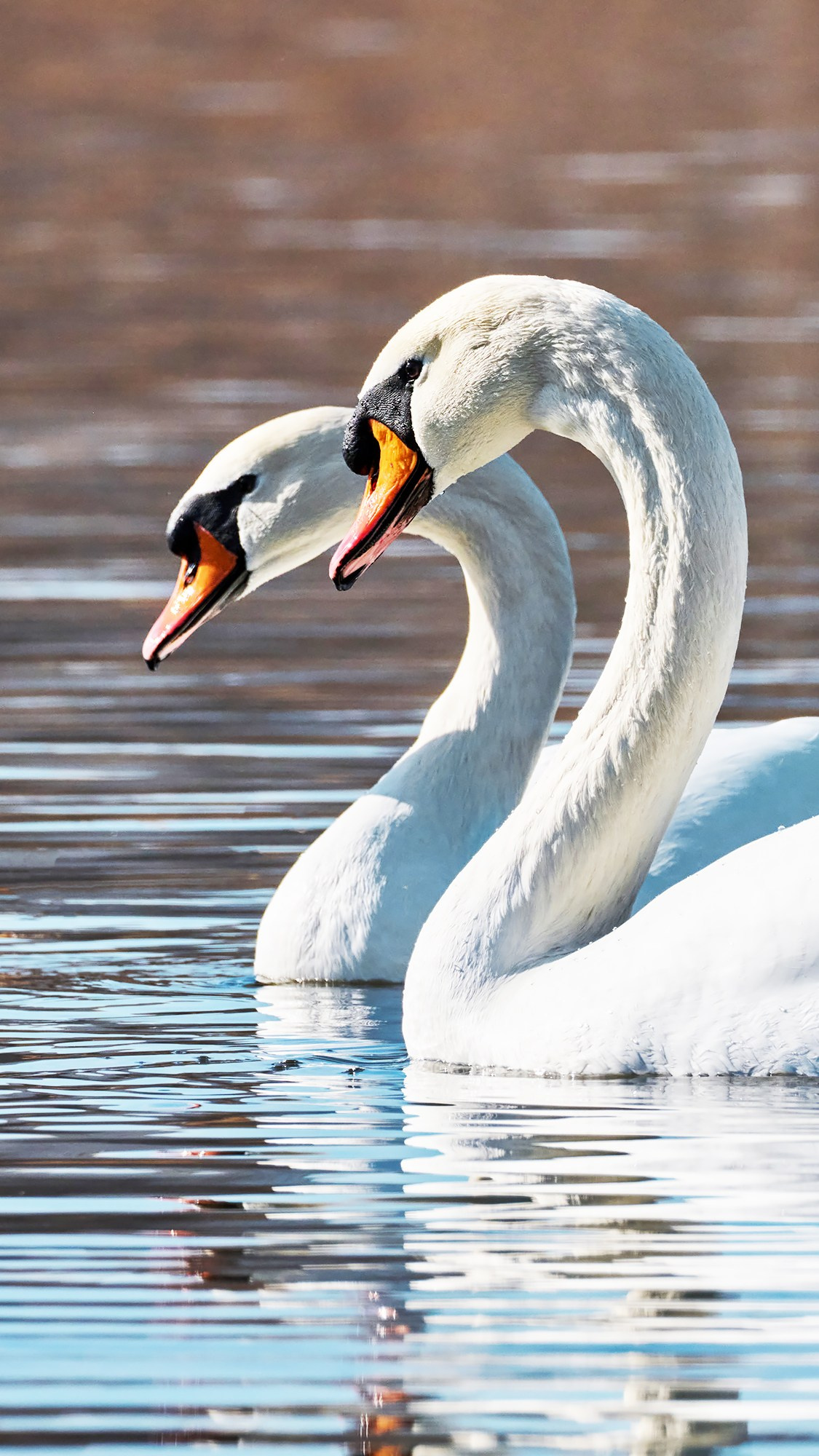 Фотографии животных. Яркие фото на Чёрном море