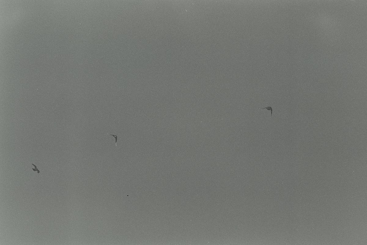 Несущественные детали. Иван Кобяков