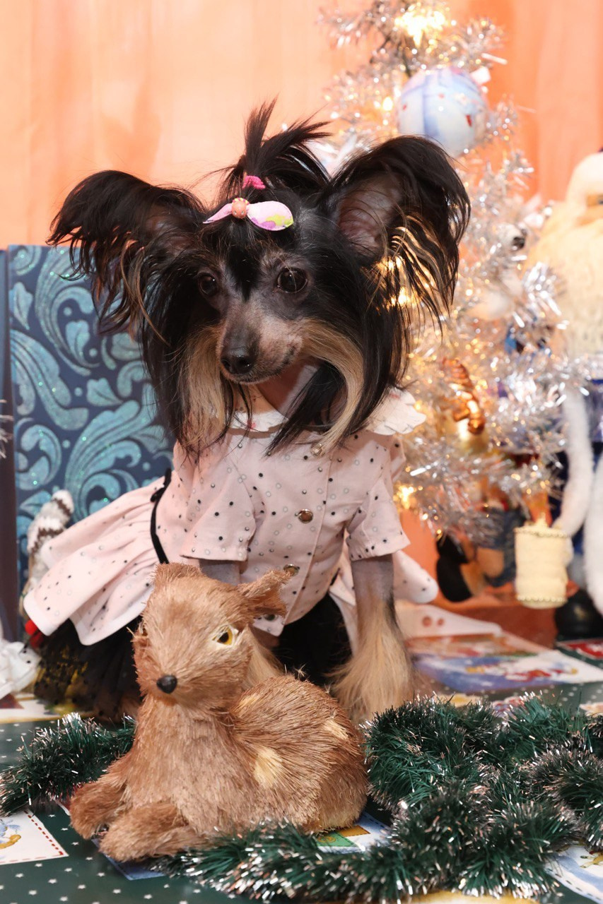 Victoria (Poale Ell Viktoriya) is one year old!. Chinese Crested Dog Kennel Poale Ell