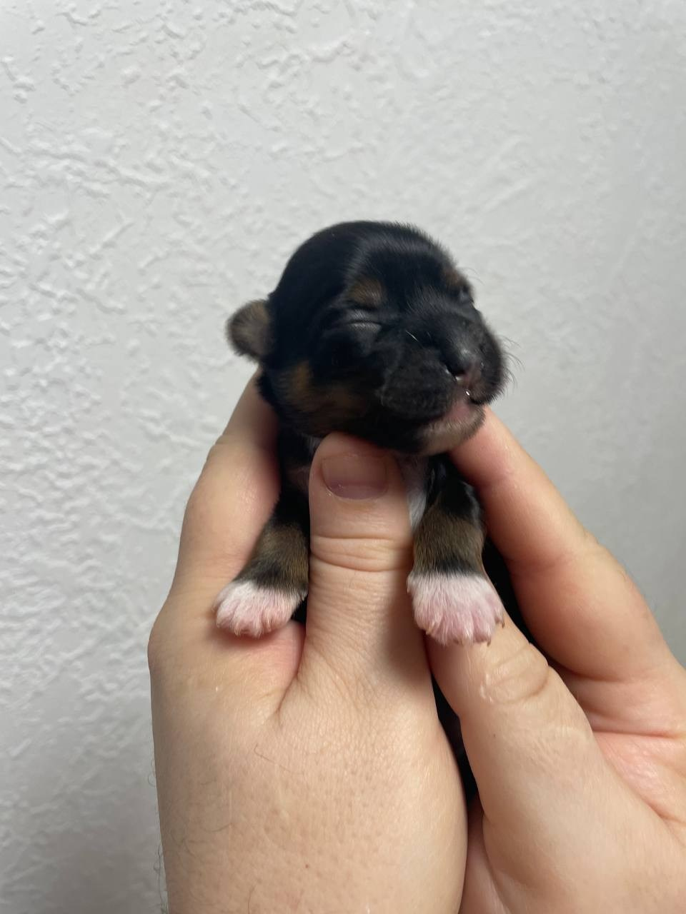 Poale Ell Grace неделя