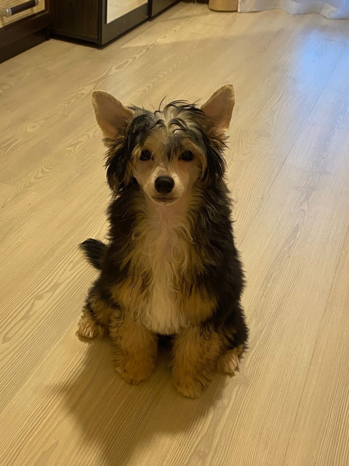 Сегодня Феликсу исполнилось ровно 6 месяцев!))). Питомник китайских хохлатых собак Poale Ell: купить щенка