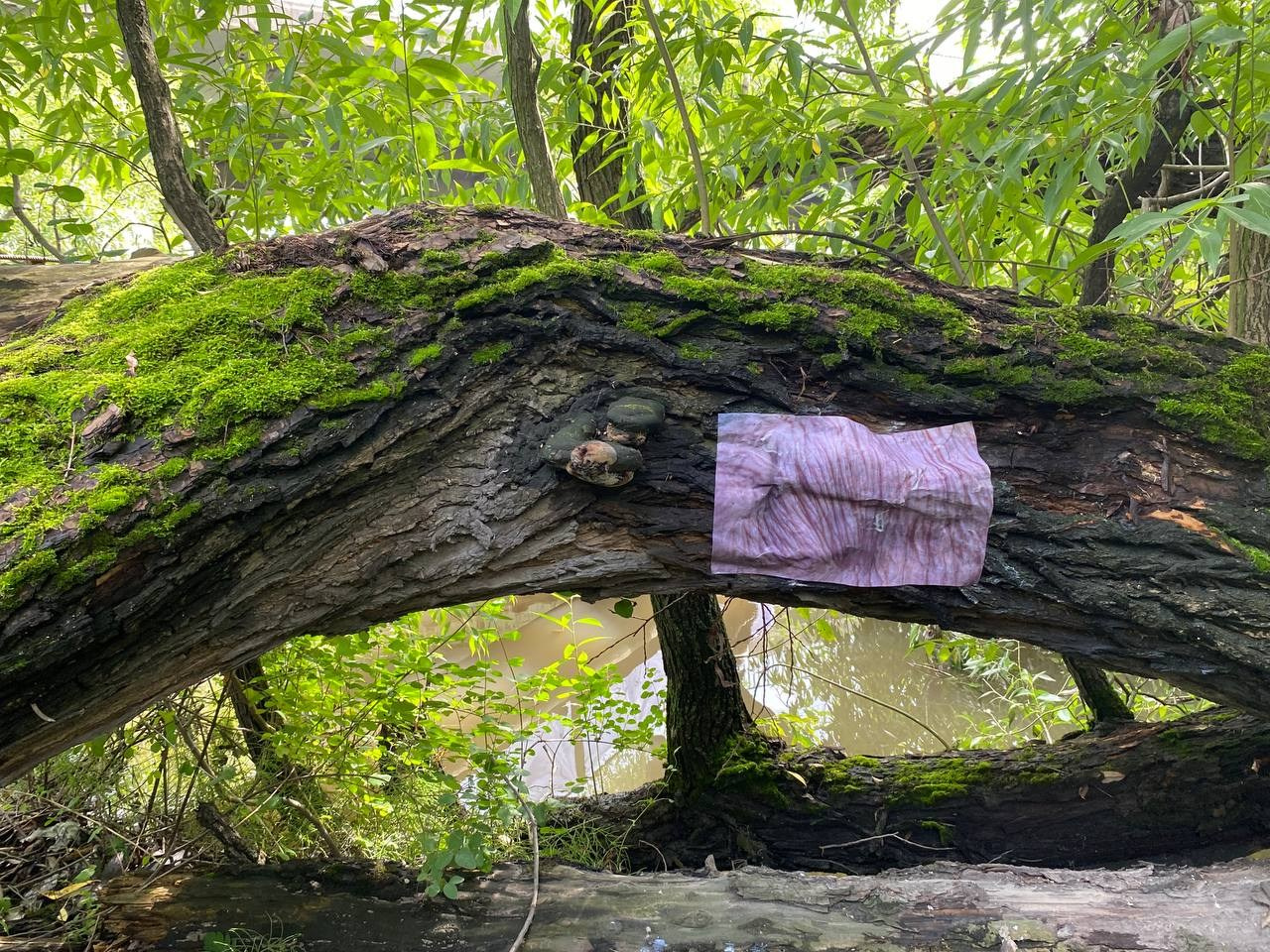 Красненькая биеннале. Санкт-Петербург. Лилия Ким. Междисциплинарный художник