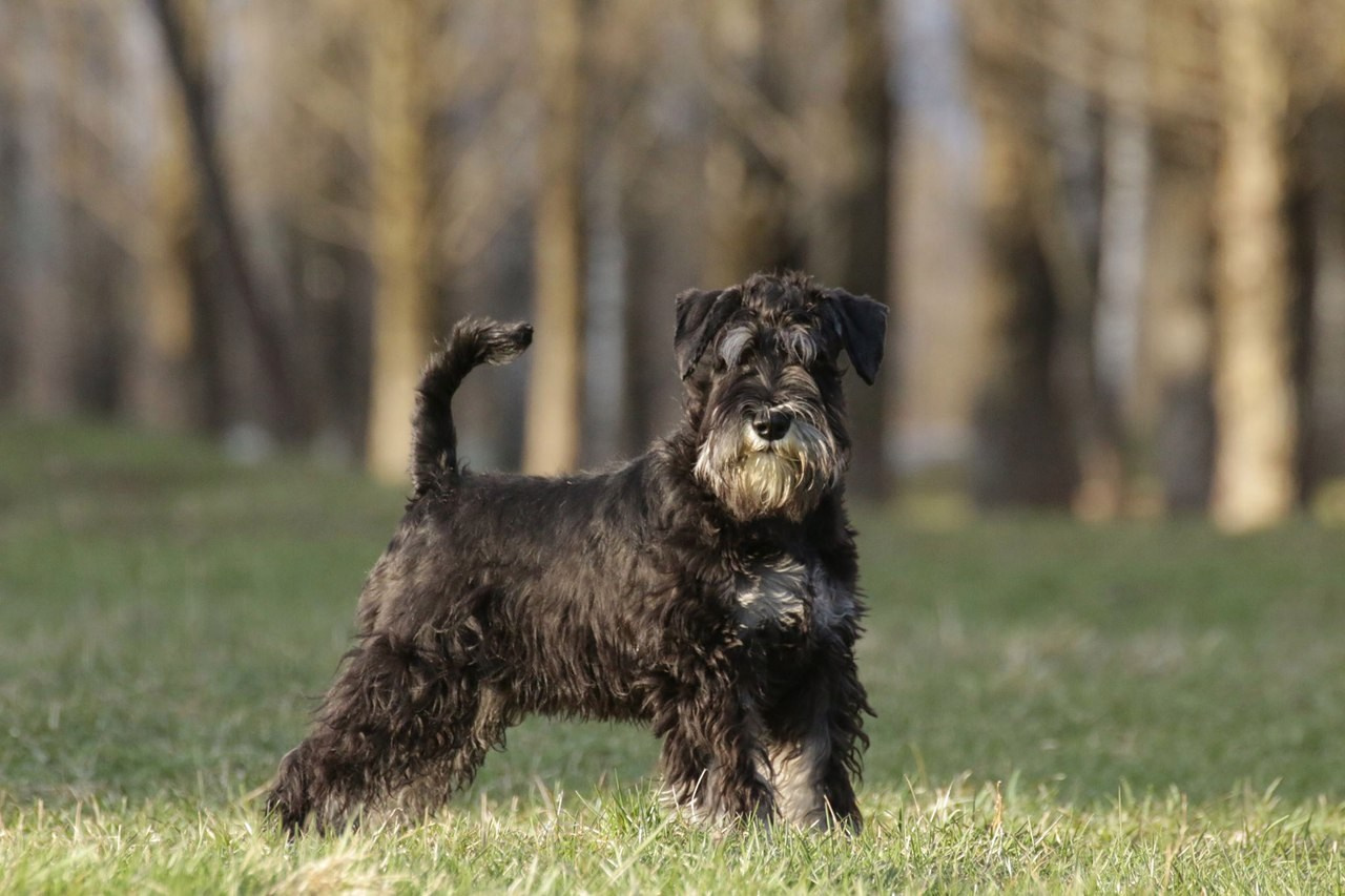 Майбах/Delinso Balance Argyris. Питомник цвергшнауцеров в Беларуси «Делинсо Бэлэнс»