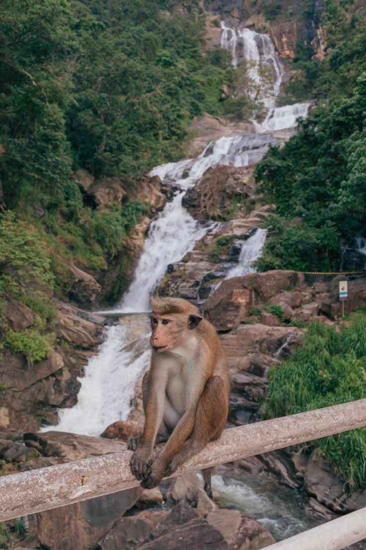 Шри Ланка март 2026 можно с детьми. Авторские туры для девушек. путешествия, тут можно купить тур