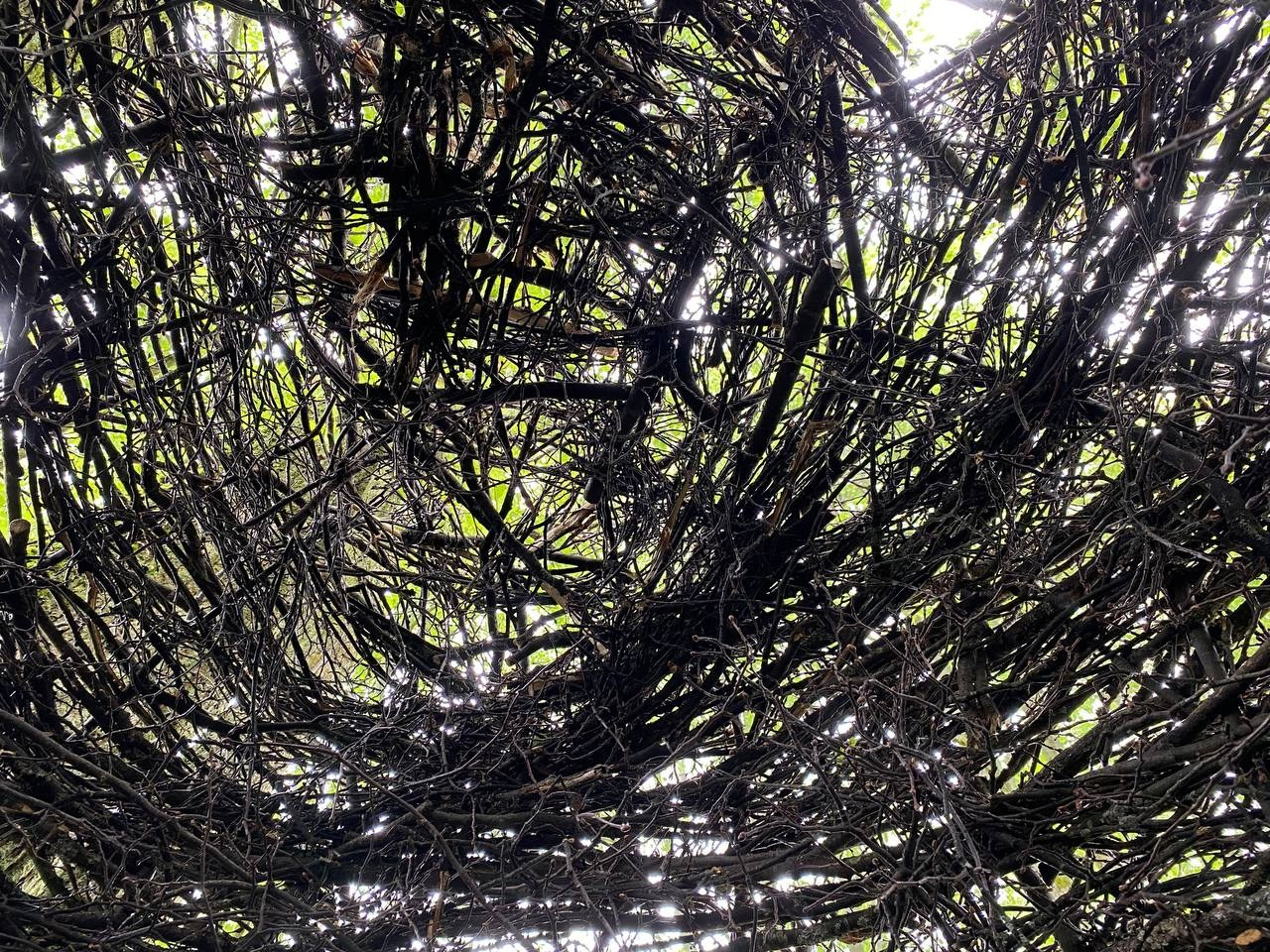 Парк Шиньонов. Лилия Ким. Междисциплинарный художник