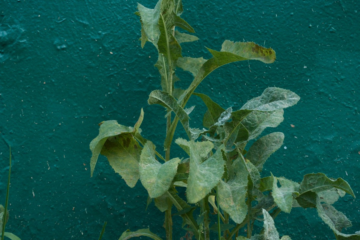 8-9/25. Иван Кобяков