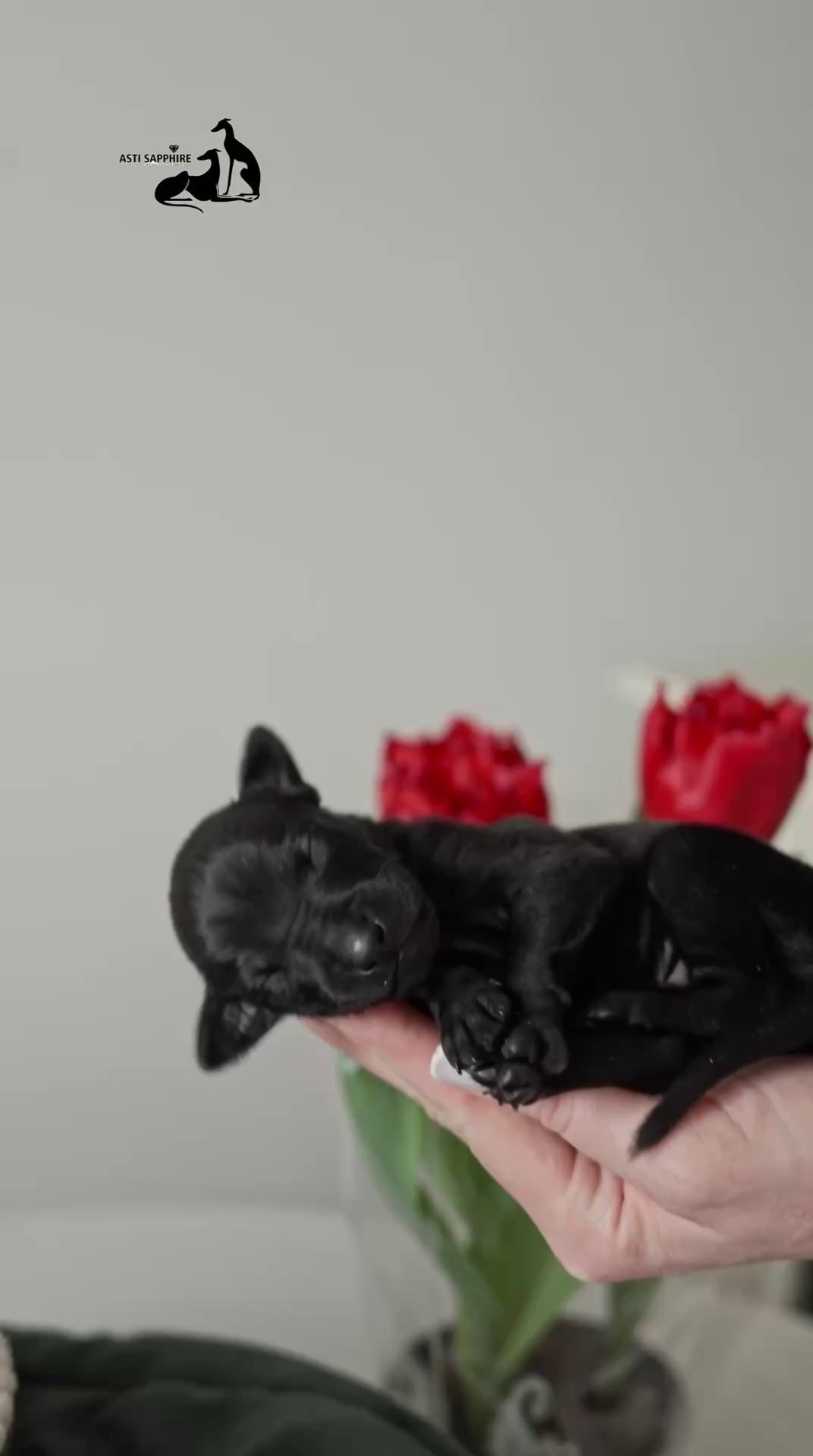 Чёрные левретки. Профессиональный питомник левреток РКФ/FCI ASTI SAPPHIRE 💎 Сочи|Санкт-Петербург