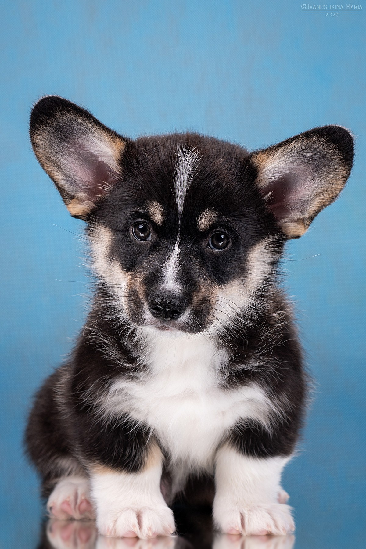 Фотосессия щенков на фонах. Фотограф собак в Москве и Московской области Иванушкина Мария