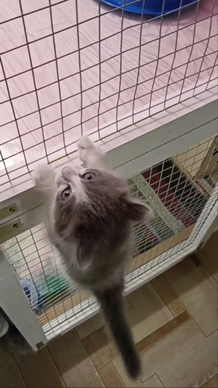 Амура — неутомимый миникотик. Гостиница для кошек Усики и хвостики, Красноярск