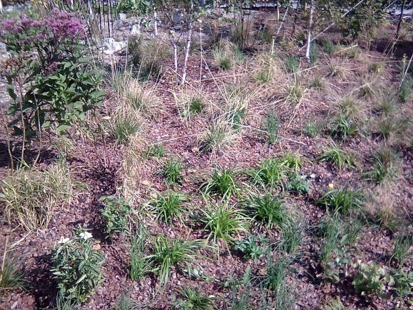 ВНИМАНИЕ! ФЕСТИВАЛЬ ЛАНДШАФТНОГО СТРОИТЕЛЬСТВА. 俄罗斯设计估算