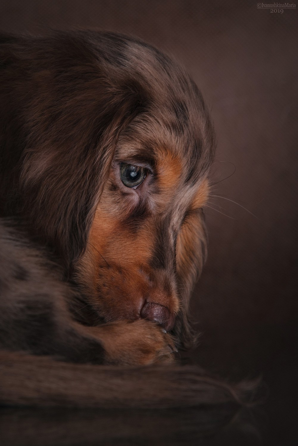 Фотосессия щенков на фонах. Фотограф собак в Москве и Московской области Иванушкина Мария