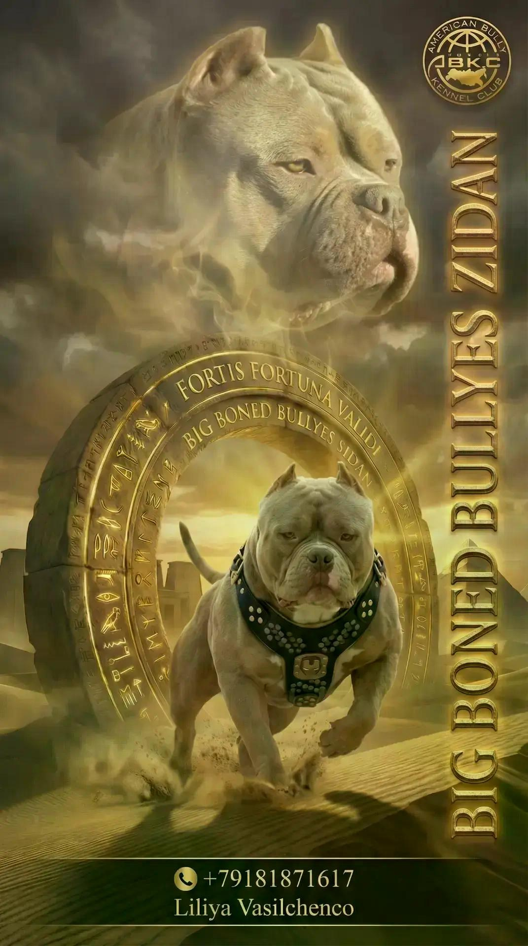 ПИТОМНИК СОБАК ПОРОДЫ АМЕРИКАНСКИЙ БУЛЛИ