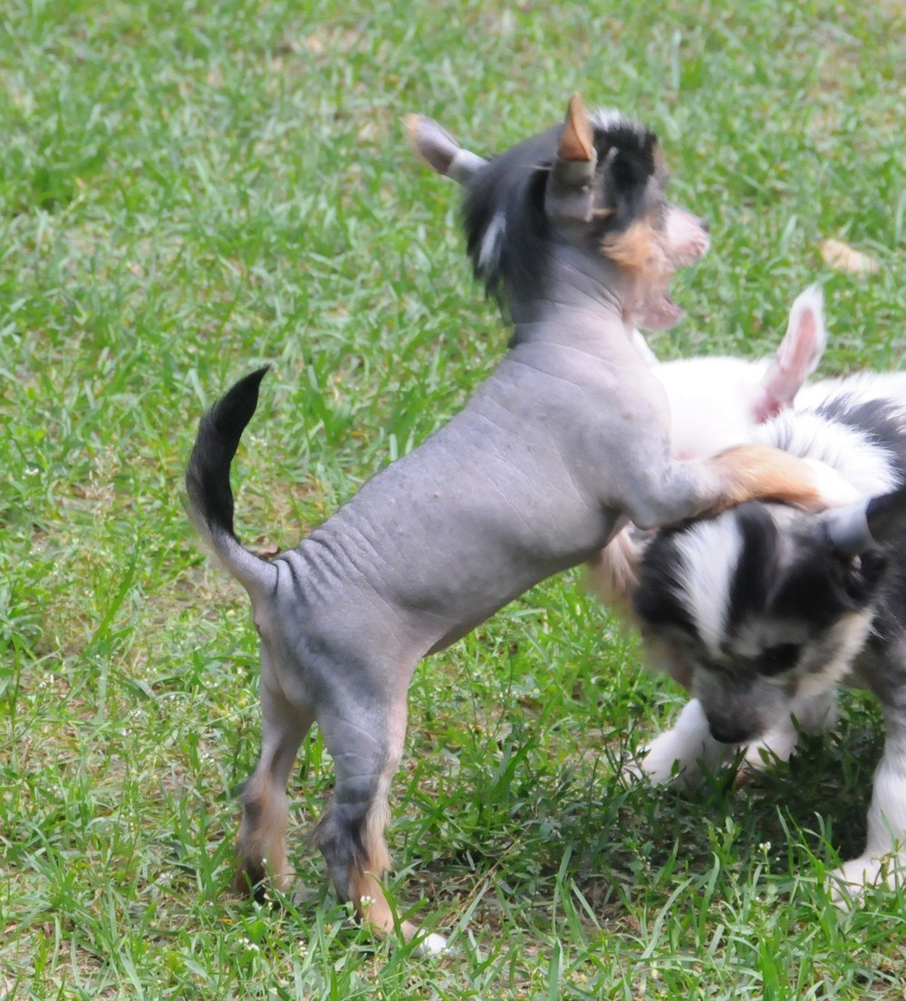 Sasquehanna Ella. Poale Ell Chinese Crested Dog Kennel: Buy a puppy from the kennel