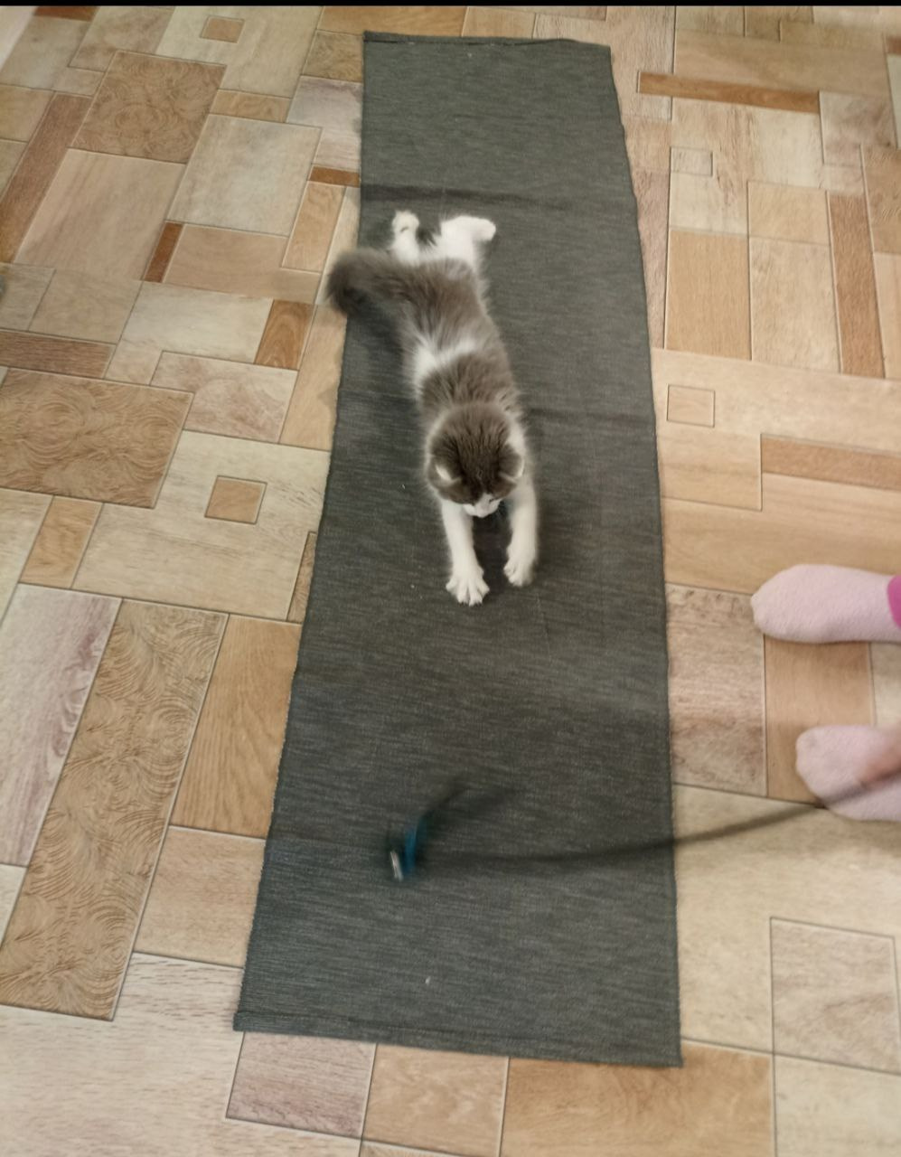 Амура — неутомимый миникотик. Гостиница для кошек Усики и хвостики, Красноярск