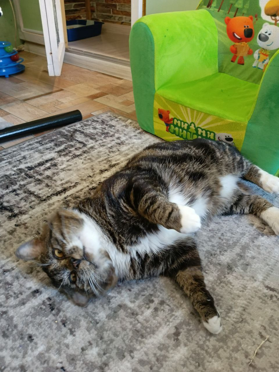 Гостиница для кошек Усики и хвостики, Красноярск