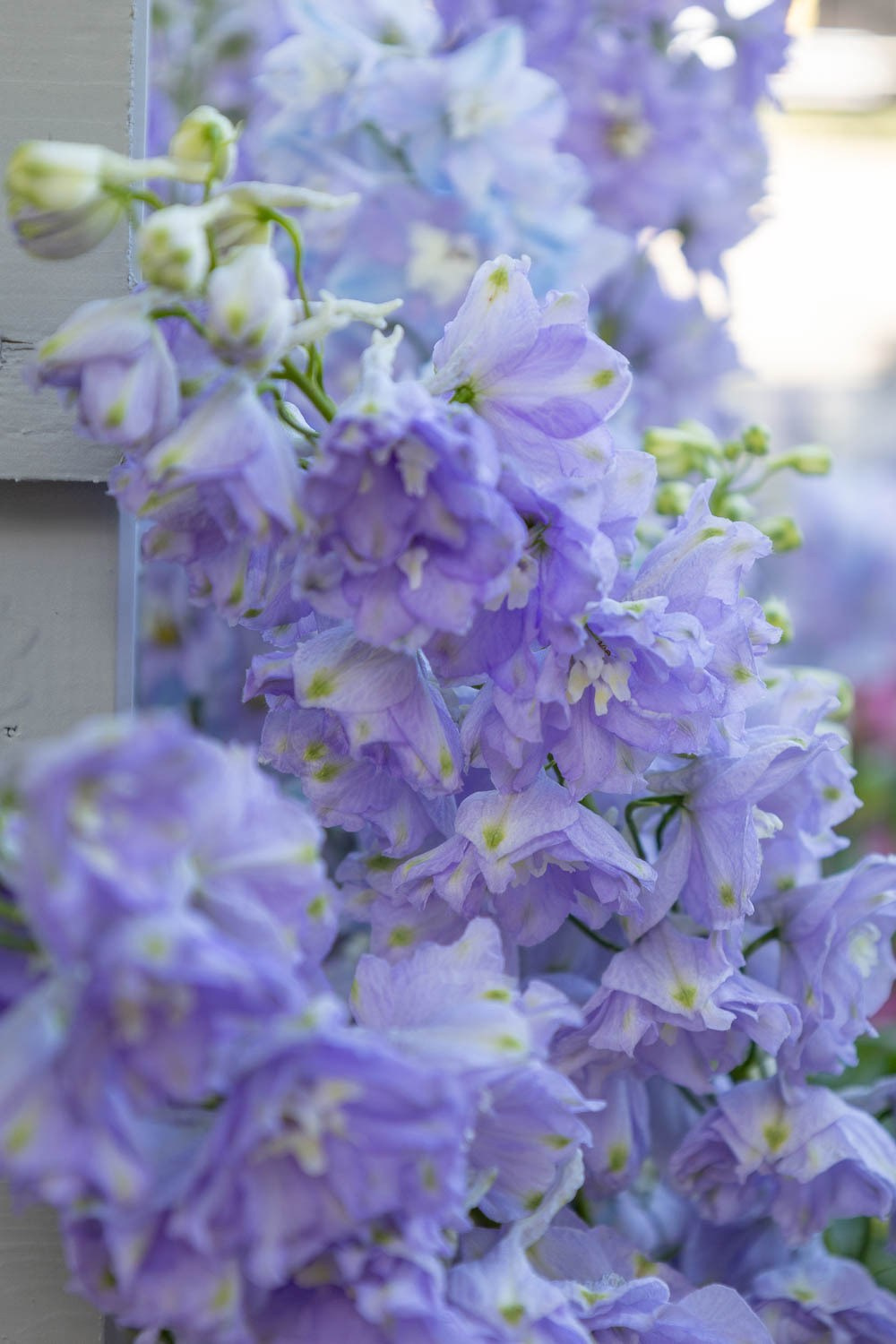 Фестиваль «Сады и люди» на ВДНХ. Семейный и свадебный фотограф в Москве и Домодедово Анна Авилочкина