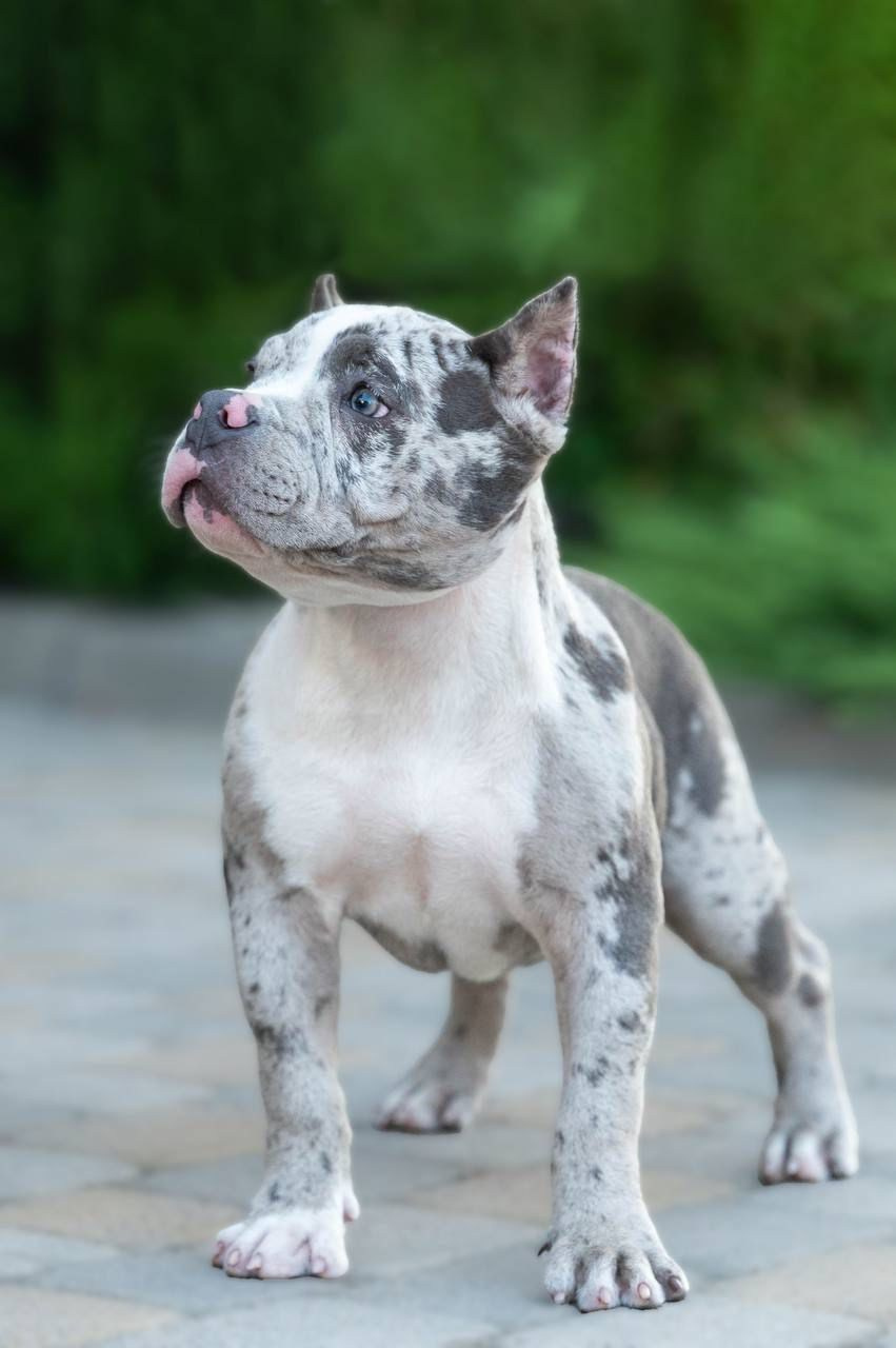 Помет Каспер и Изи. 18.04.25. Американский Булли в г. Ростов-на-Дону. Питомник THE POWER OF SIBERIA