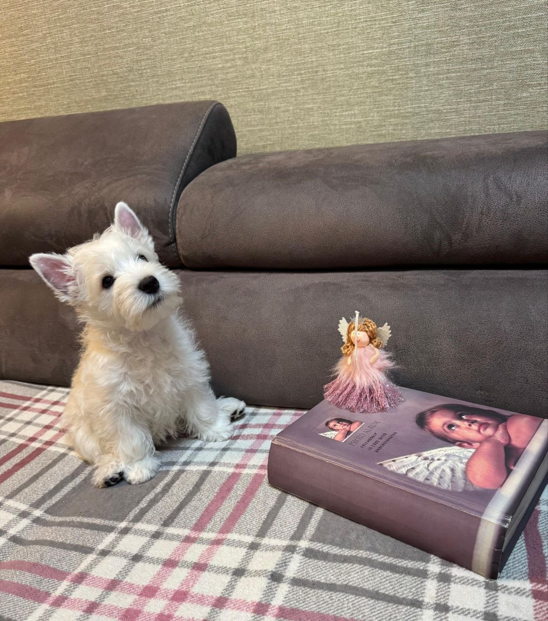 Щенки 250 725. Питомник собак породы вест хайленд вайт терьер в Москве