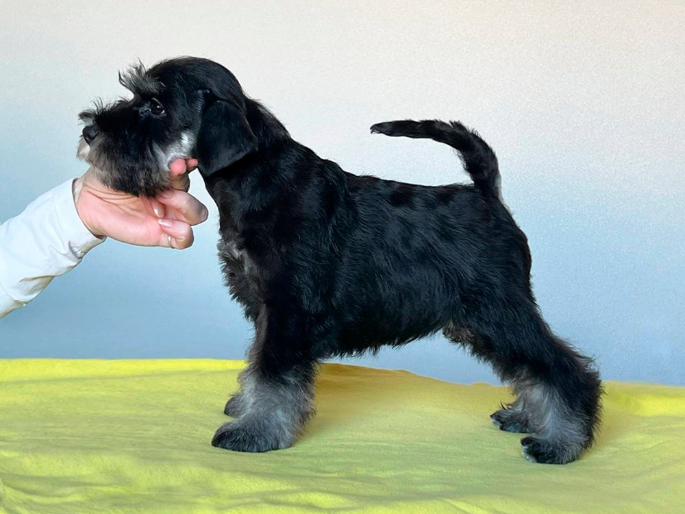 Litter «CH» 08.01.2025. Питомник цвергшнауцеров в Беларуси «Делинсо Бэлэнс»