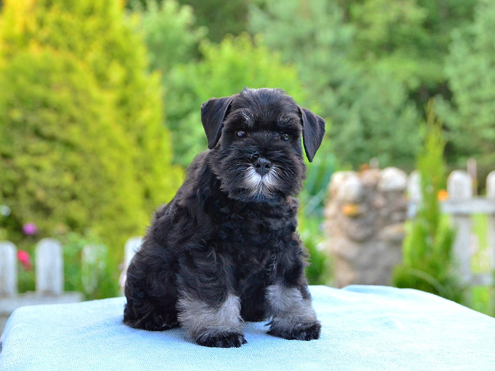 #цвергшнауцер #щенокцвергшнауцера #питомникцвергшнауцеров #делинсобэлэнс