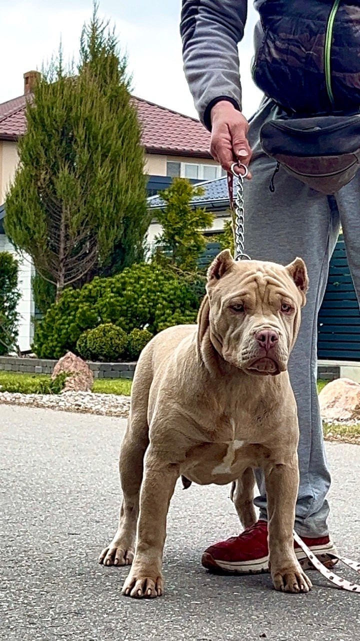 Все свободные щенки. Американские булли XL в г. Калининград. Питомник Great Bully UNIVERSE