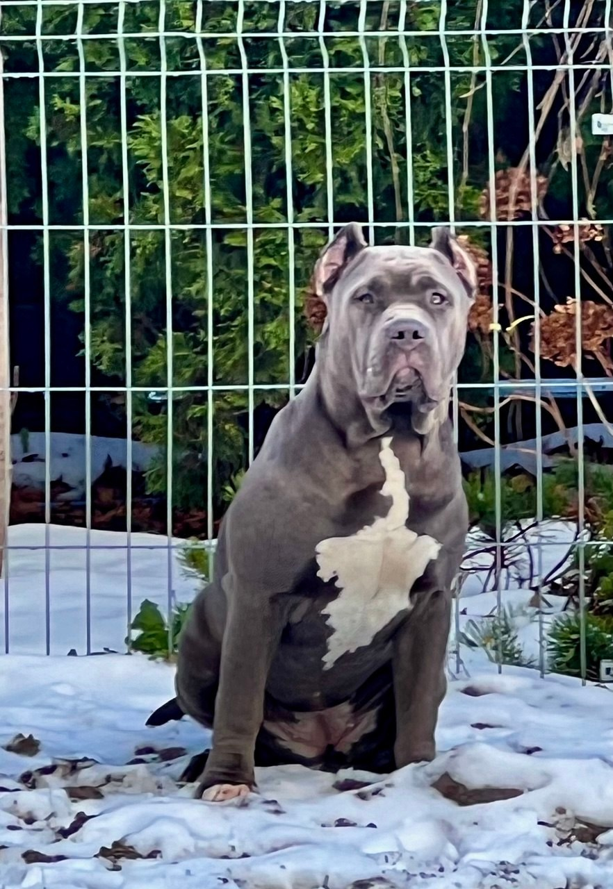 GBU Lakshmi. Американские булли XL в г. Калининград. Питомник Great Bully UNIVERSE