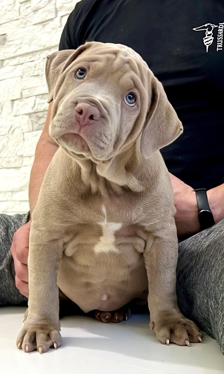 Все свободные щенки. Американские булли XL в г. Калининград. Питомник Great Bully UNIVERSE