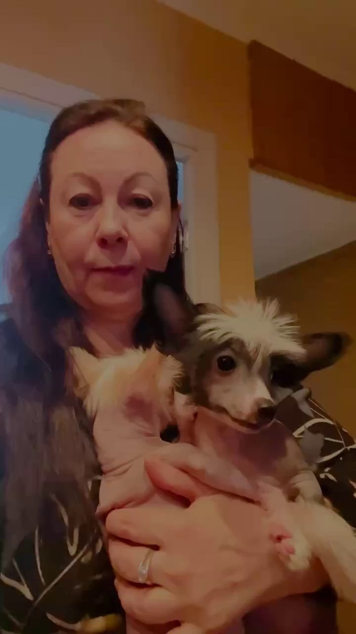 Дора и Доминика уехали домой. Питомник китайских хохлатых собак Poale Ell: купить щенка в питомнике