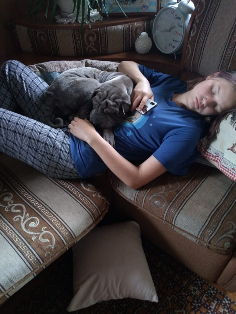 Купить Шарпей Красноярск, Купить Шарпея Красноярск, Купить щенка Шарпей Красноярск, ТОП питомник Шарпеев Красноярск, Питомник Шарпей Красноярск,