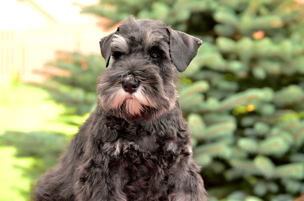 #цвергшнауцер #щенокцвергшнауцера #питомникцвергшнауцеров #делинсобэлэнс