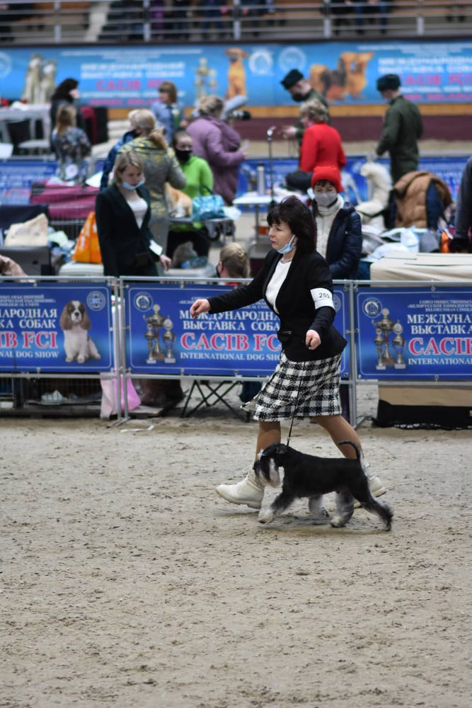 Майбах/Delinso Balance Argyris. Питомник цвергшнауцеров в Беларуси «Делинсо Бэлэнс»