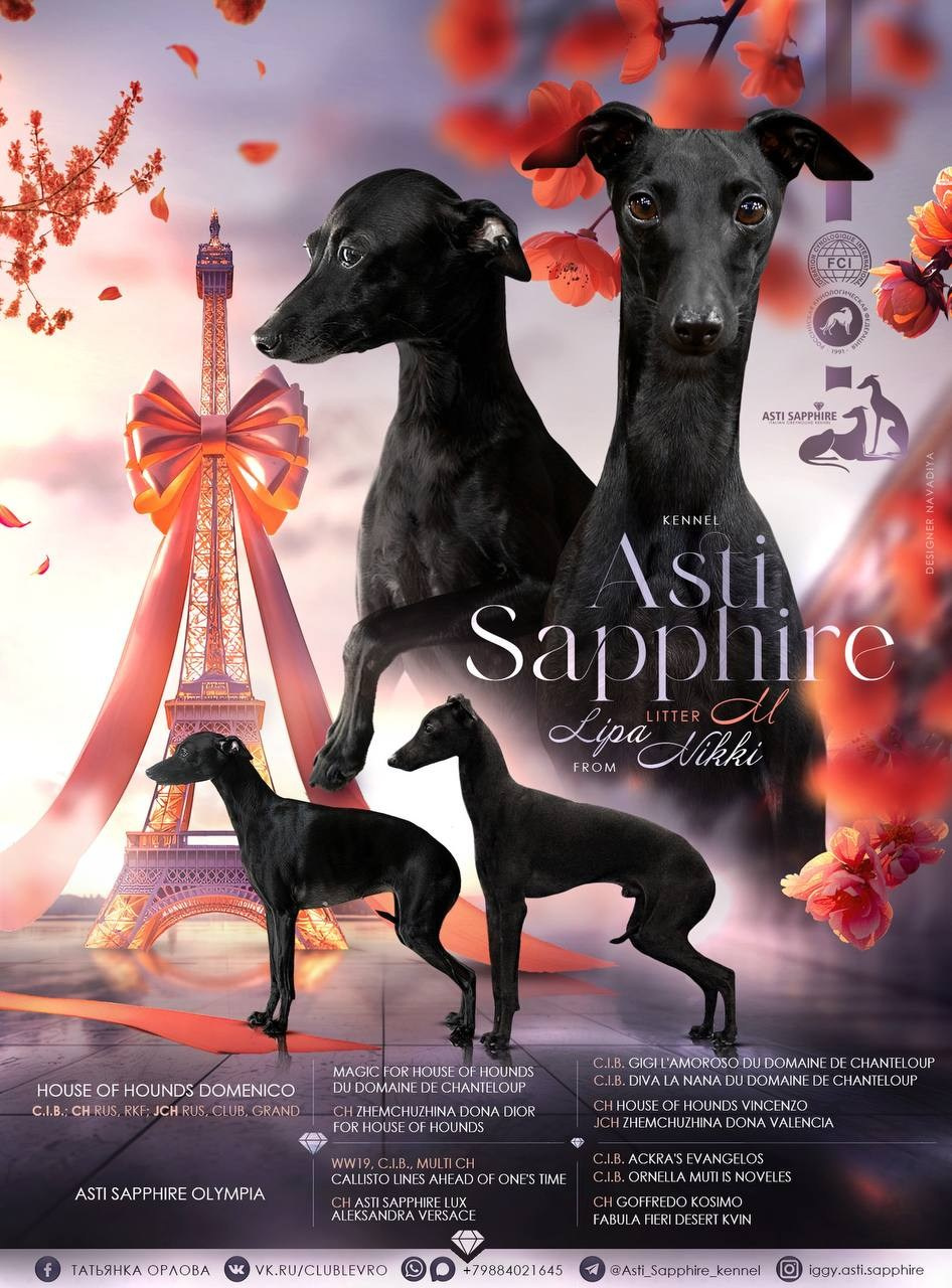 Помёт «М». Профессиональный питомник левреток РКФ/FCI ASTI SAPPHIRE 💎 Сочи|Санкт-Петербург