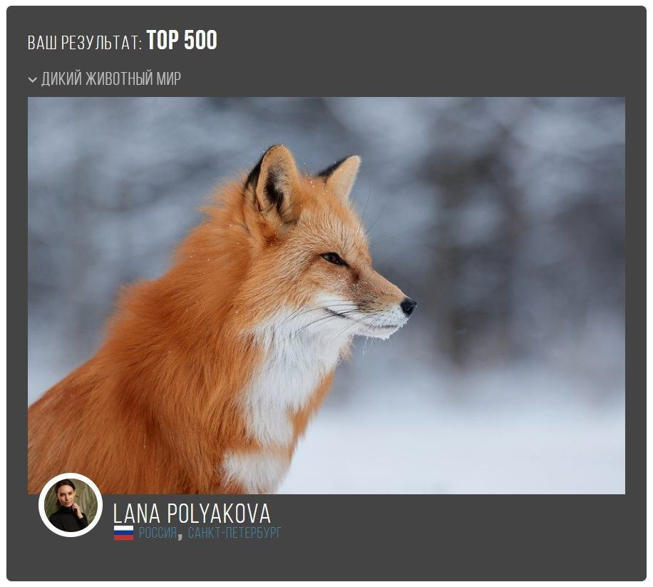 Подведены итоги конкурса 5TH 35AWARDS. ФОТОГРАФ-АНИМАЛИСТ l LANA POLYAKOVA