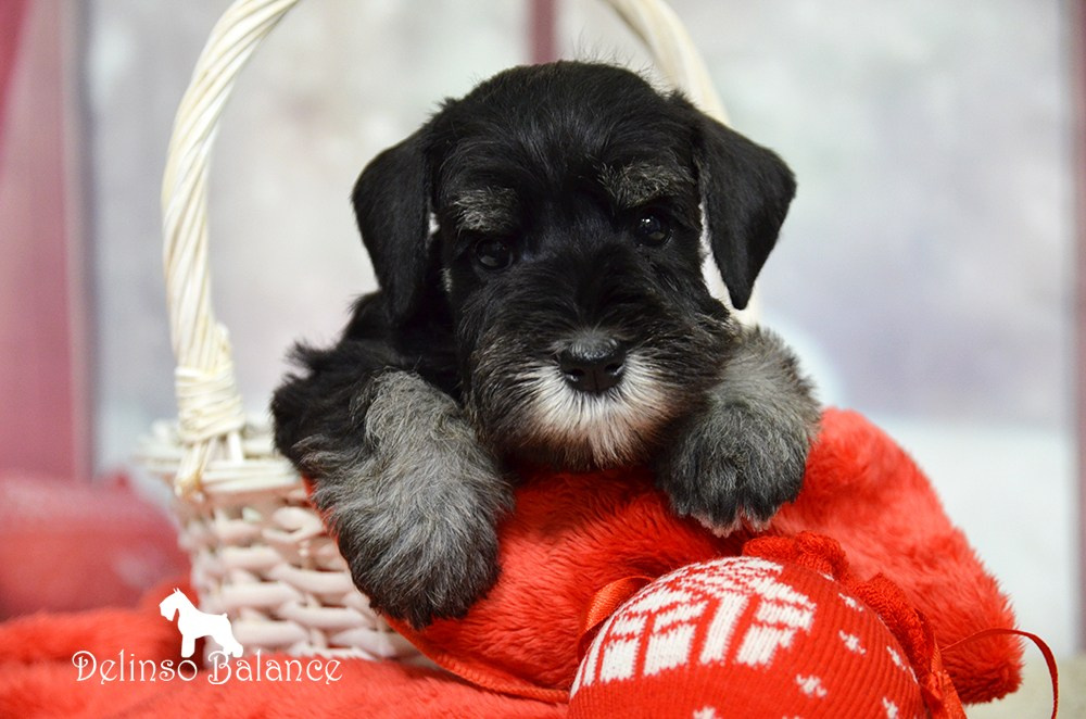 Питомник Делинсо Бэлэнс, щенки цвергшнауцера, купить щенка цвергшнауцера, питомник цвергшнауцеров, кобель цвергшнауцера для вязки, щенок цвергшнауцера, питомник цвергшнауцеров, черный с серебром, цверг, лучший питомник в беларуси, цвергшнауцеры минск, питомник цвергшнауцеров Минск, цвергшнауцер