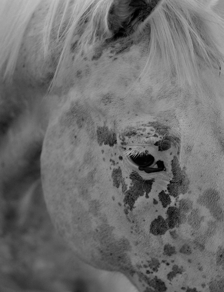 Книга «Gertrud» Мэй Дэниелс (Maja Daniels). Private image