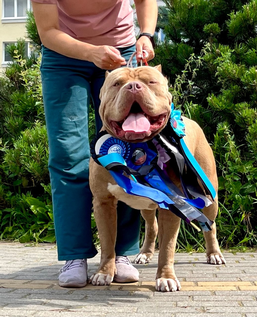 Хантер. Американские булли XL в г. Калининград. Питомник Great Bully UNIVERSE