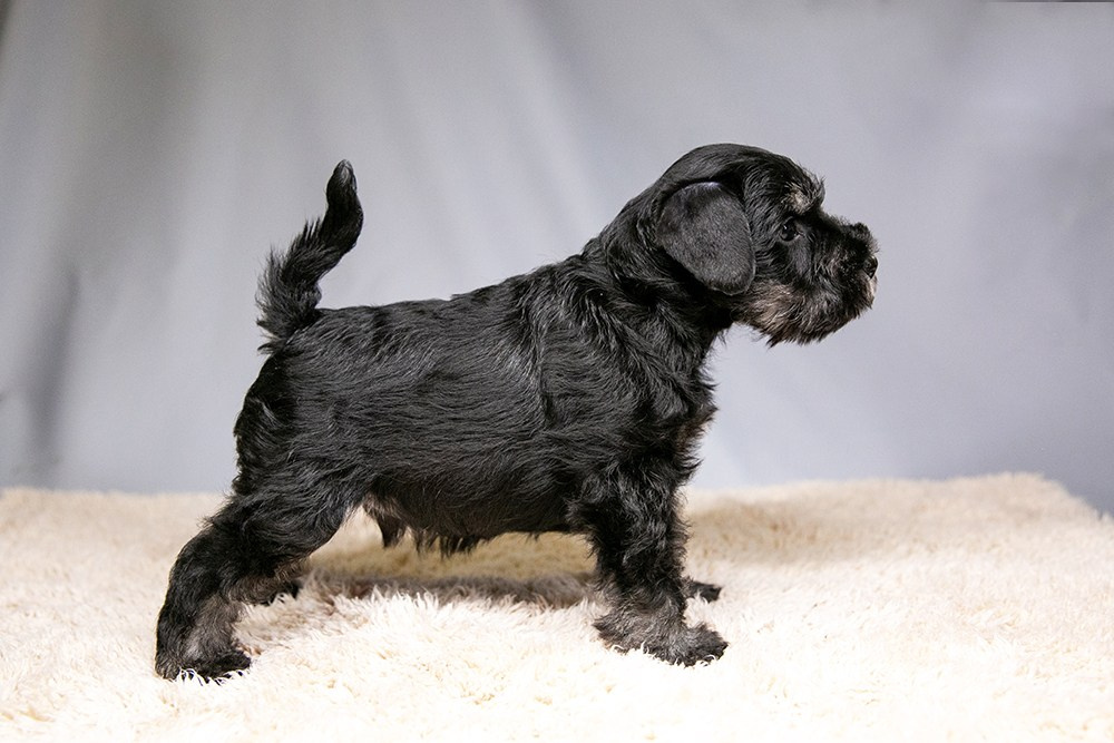 Щеночек предлагается! Юдай/ Делинсо Бэлэнс Юдай Гин-Куро/ Delinso Balance Yudai Gin-Kuro