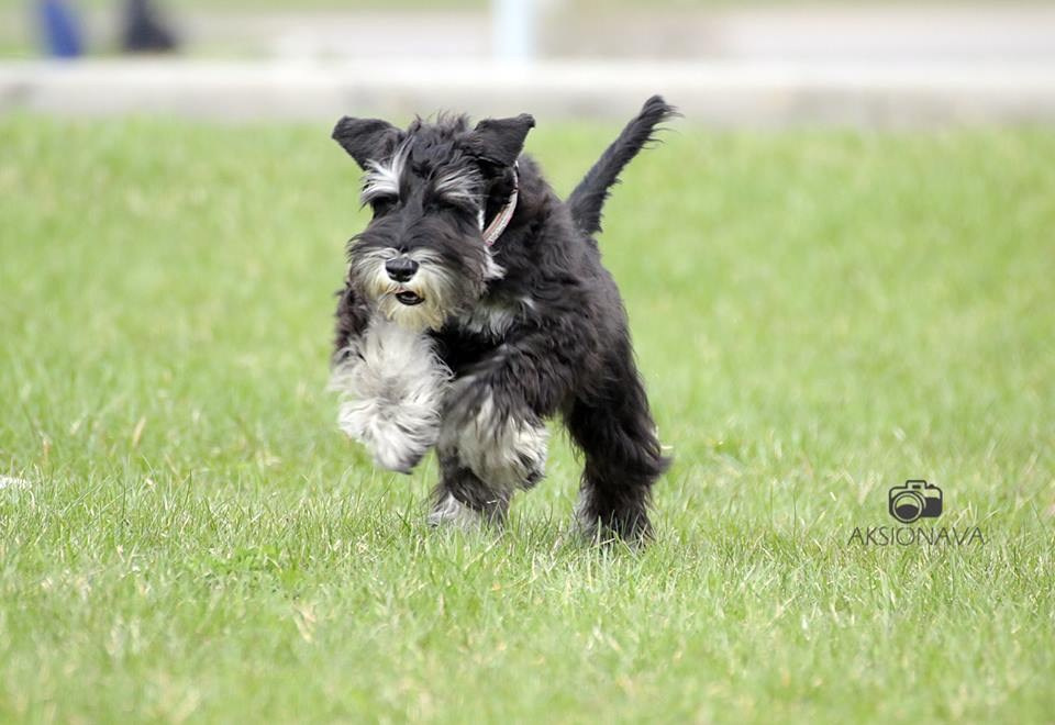 Майбах/Delinso Balance Argyris. Питомник цвергшнауцеров в Беларуси «Делинсо Бэлэнс»