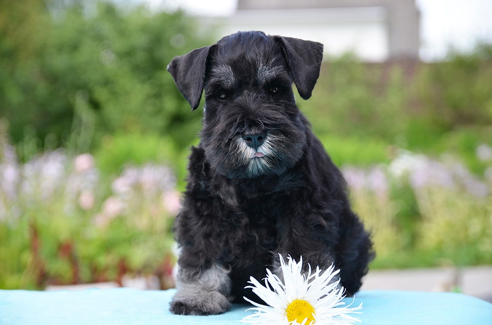 #цвергшнауцер #щенокцвергшнауцера #питомникцвергшнауцеров #делинсобэлэнс