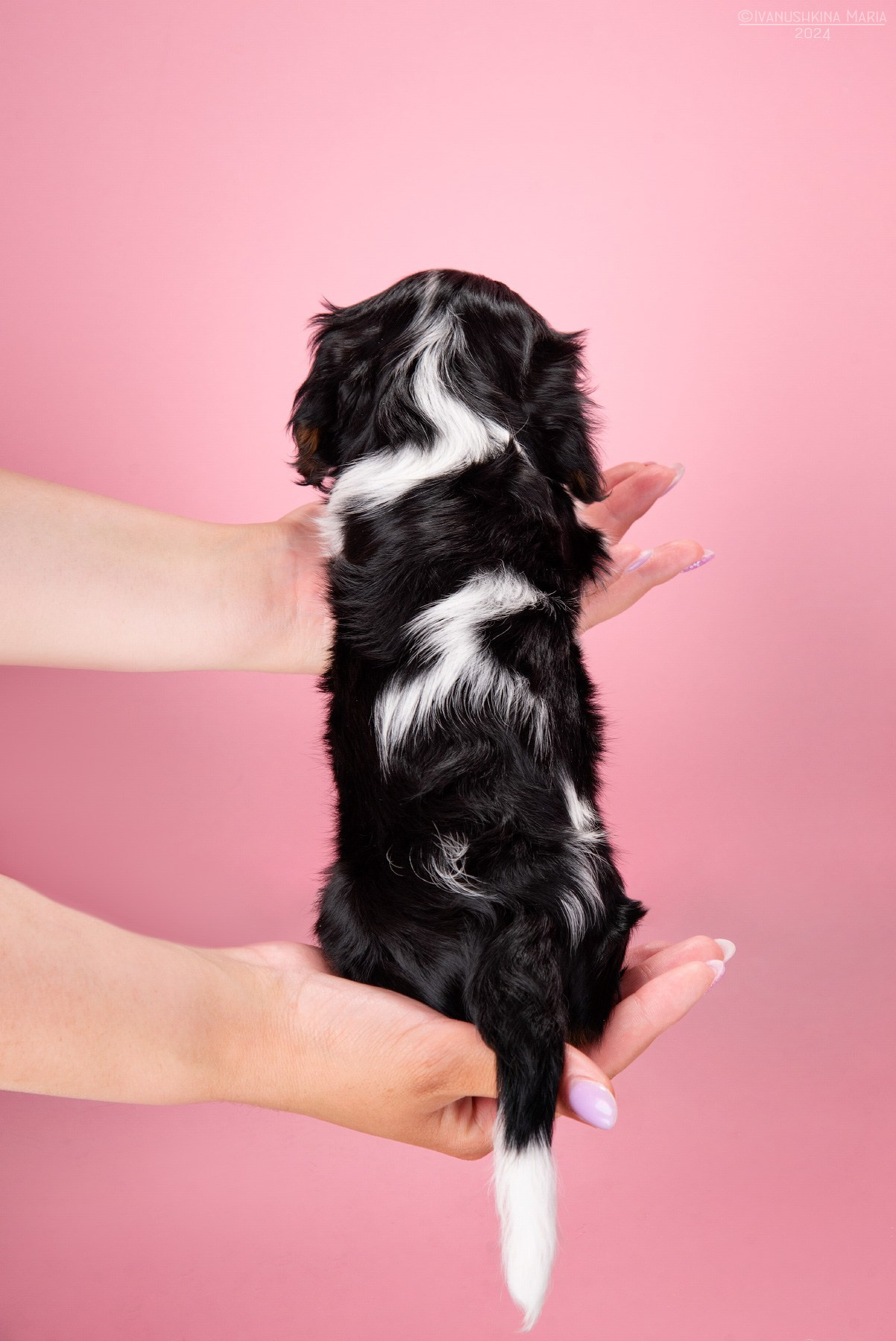 Фотосессия щенков на фонах. Фотограф собак в Москве и Московской области Иванушкина Мария