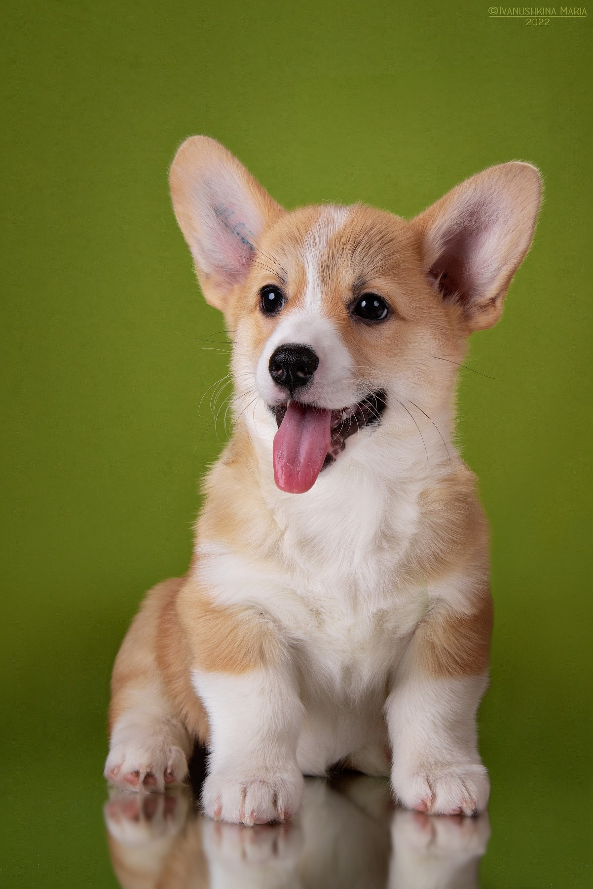 Фотосессия щенков на фонах. Фотограф собак в Москве и Московской области Иванушкина Мария