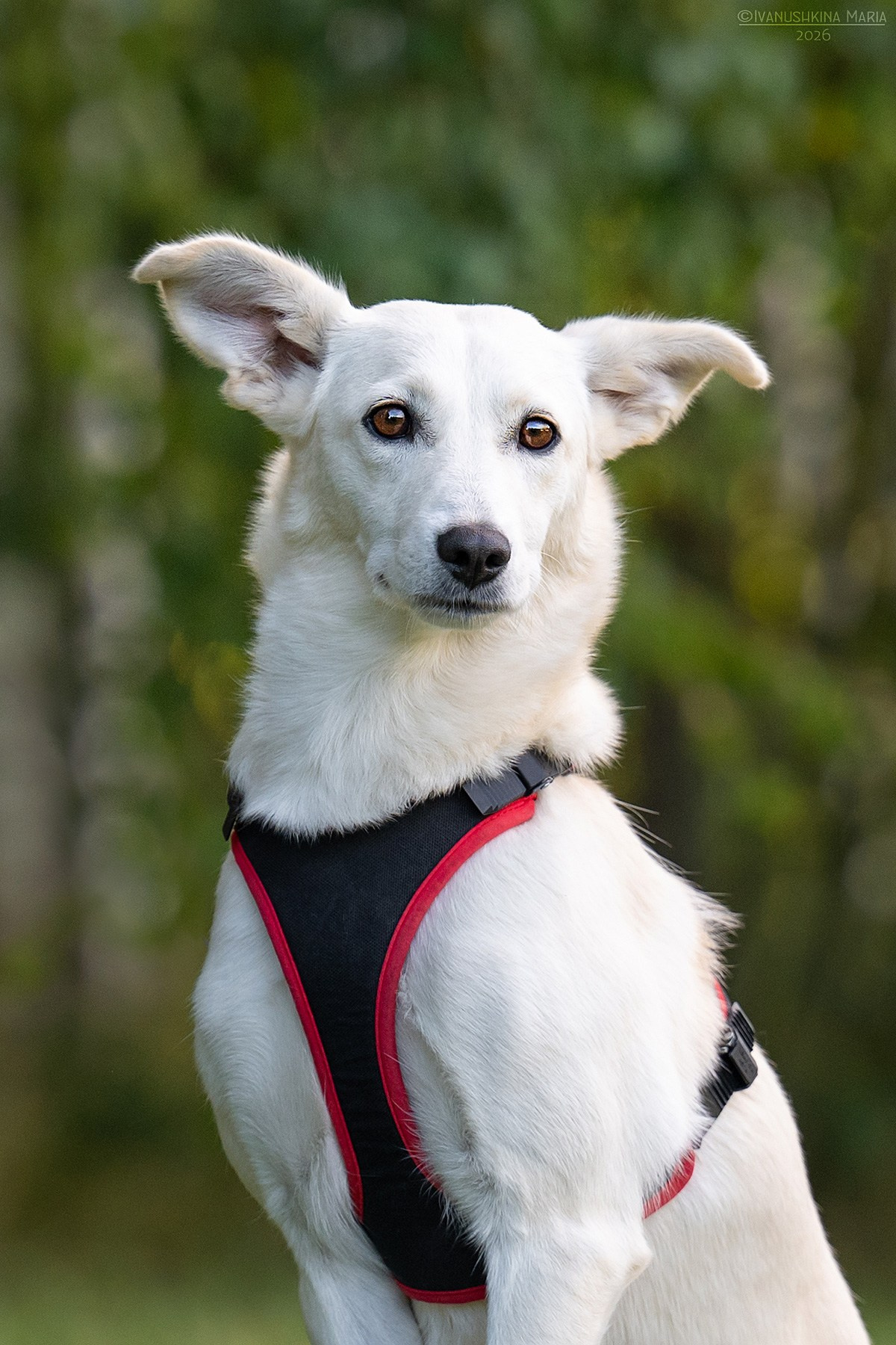 Пиарные фотосессии собак на пристройство. Фотограф собак в Москве и Московской области Иванушкина Мария