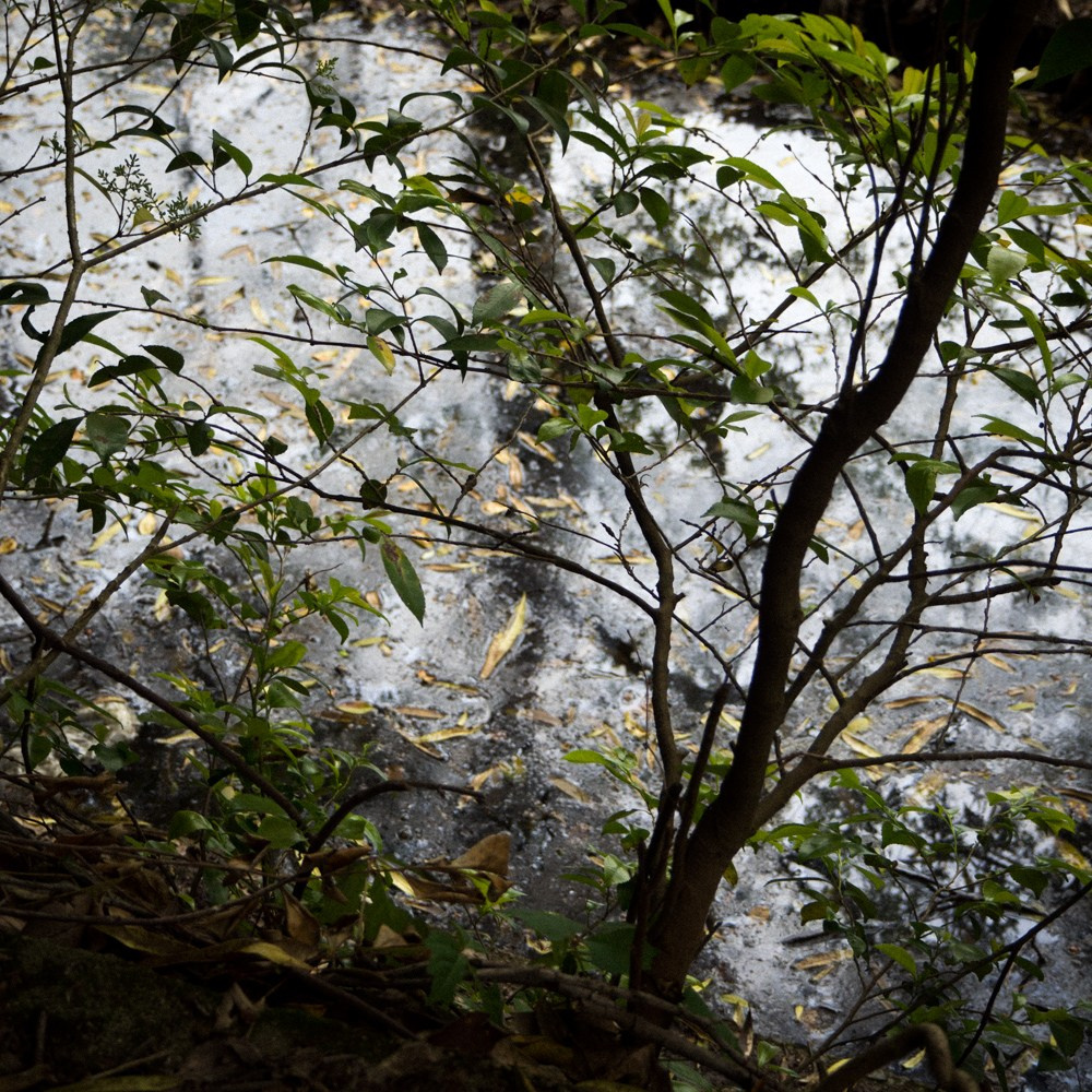 INTERVIEW WITH THE ARTIST: YOSHIKATSU FUJII. Самоорганизация Низина