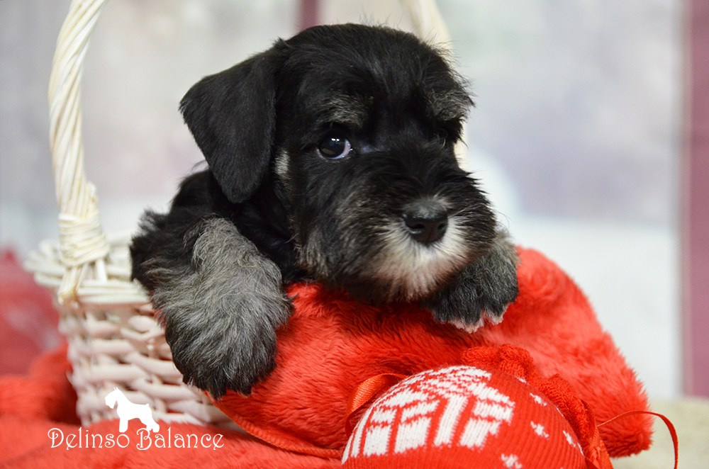 Питомник Делинсо Бэлэнс, щенки цвергшнауцера, купить щенка цвергшнауцера, питомник цвергшнауцеров, кобель цвергшнауцера для вязки, щенок цвергшнауцера, питомник цвергшнауцеров, черный с серебром, цверг, лучший питомник в беларуси, цвергшнауцеры минск, питомник цвергшнауцеров Минск, цвергшнауцер