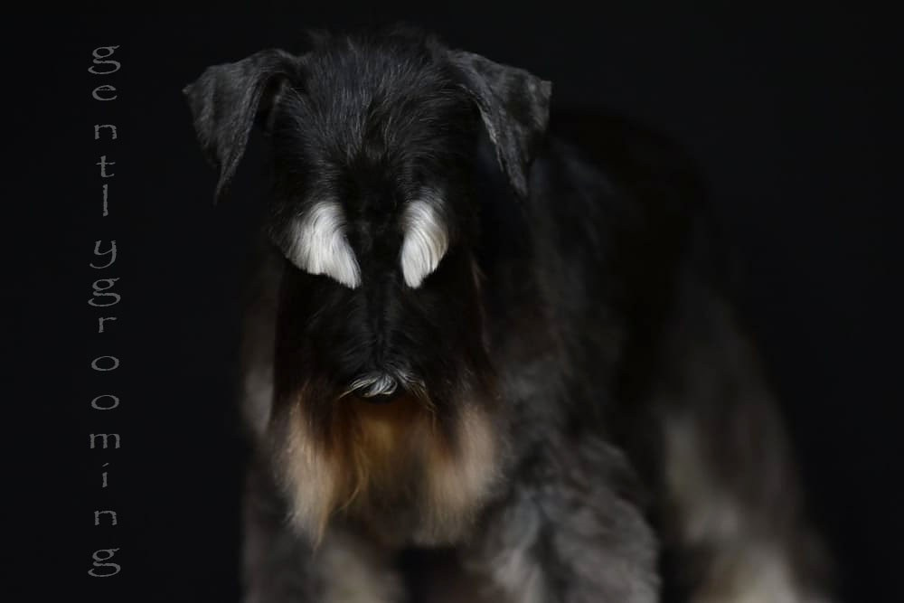 Майбах/Delinso Balance Argyris. Питомник цвергшнауцеров в Беларуси «Делинсо Бэлэнс»